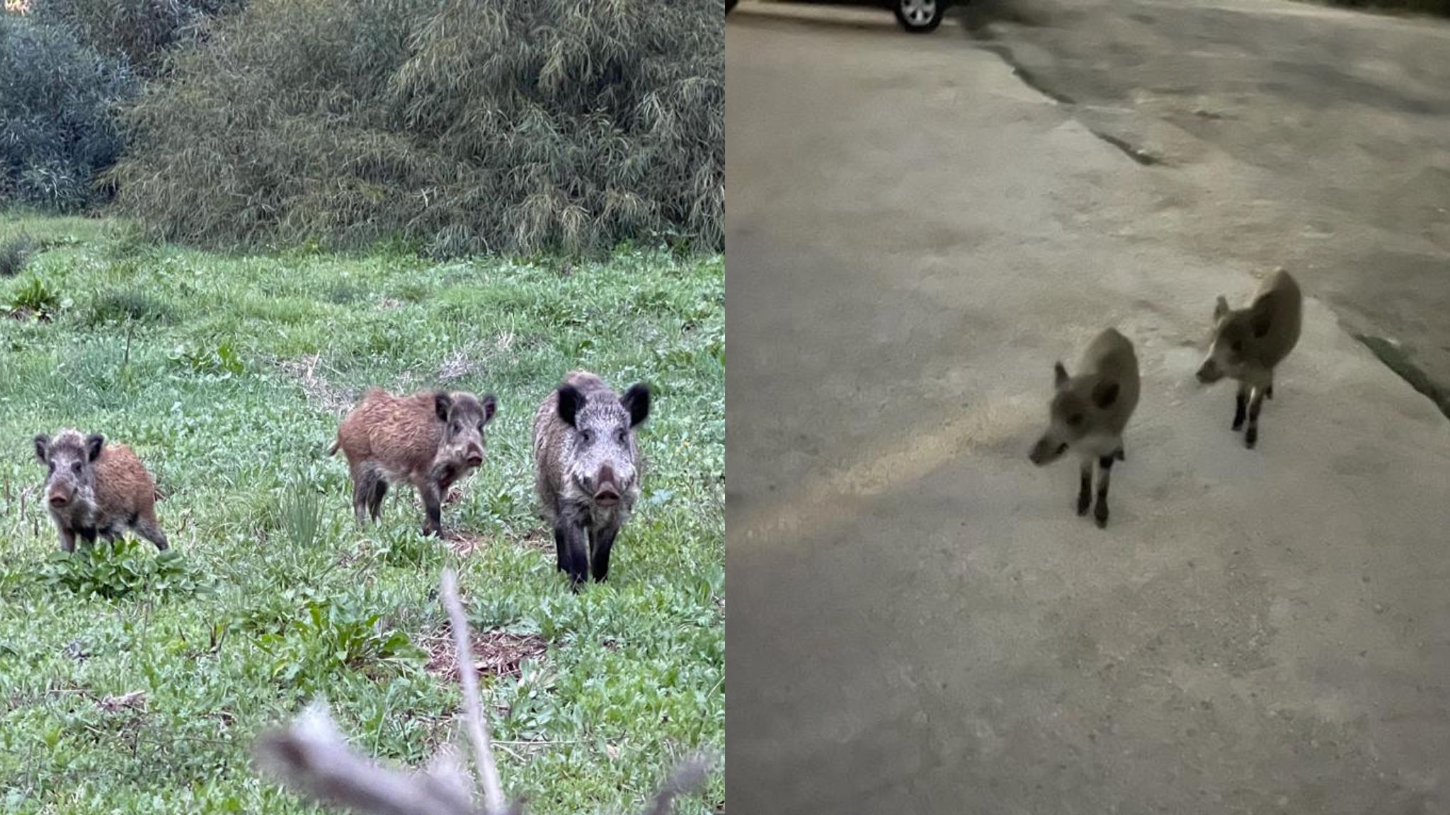 Cinghiali: via alla caccia in città