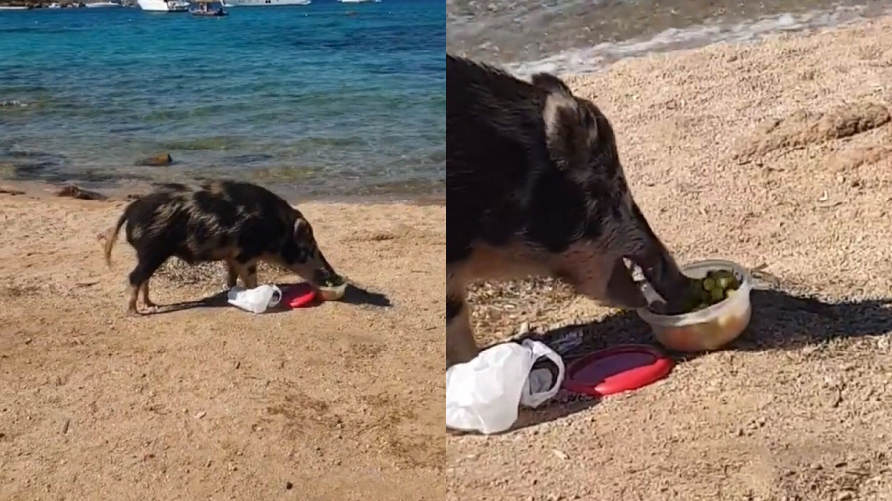 La Maddalena, ennesimo cinghiale in spiaggia che ruba il pasto