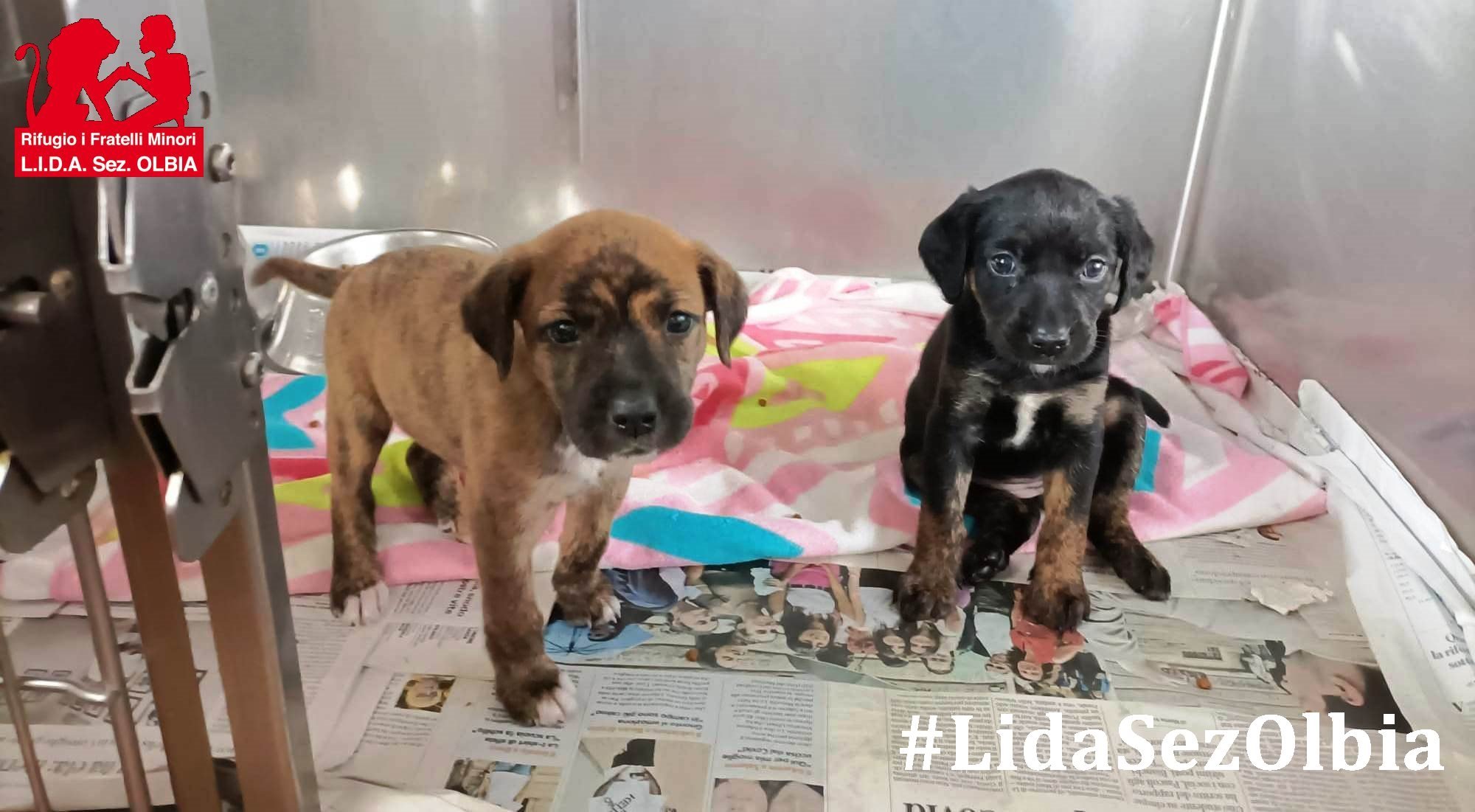 Olbia, trovate in zona industriale. Lida: 