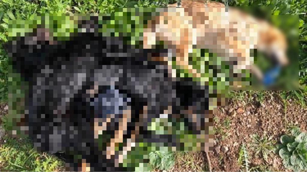 Arzachena, orrore sul ciglio della strada: trovati 4 cuccioli morti