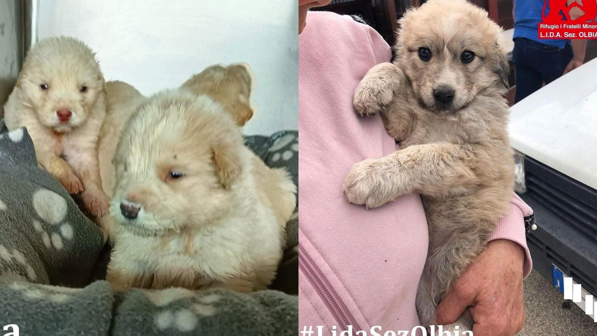 Olbia, cuccioli abbandonati in luoghi differenti: continue emergenze alla Lida