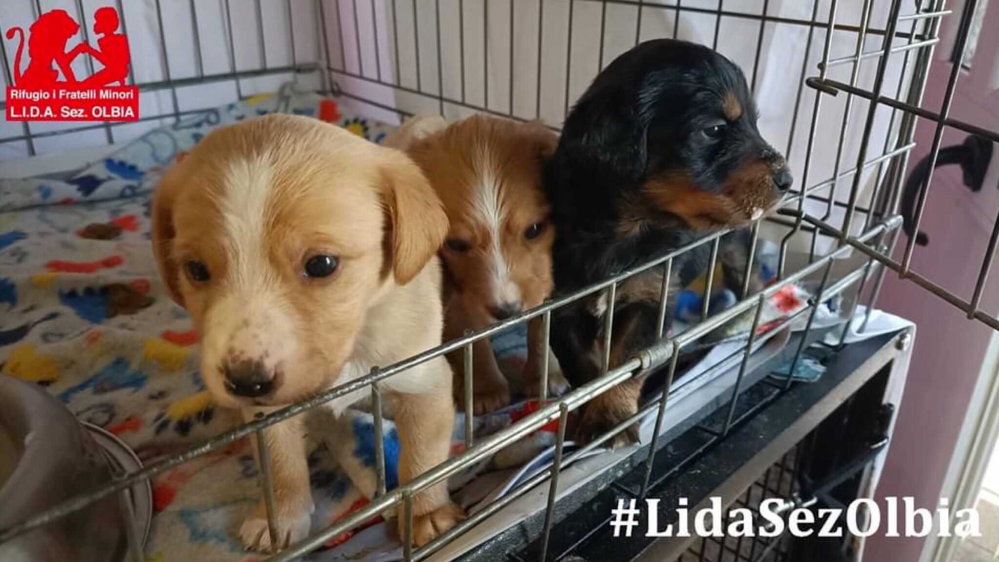 Olbia, 3 cuccioli trovati dentro un sacco in una piazzola di sosta