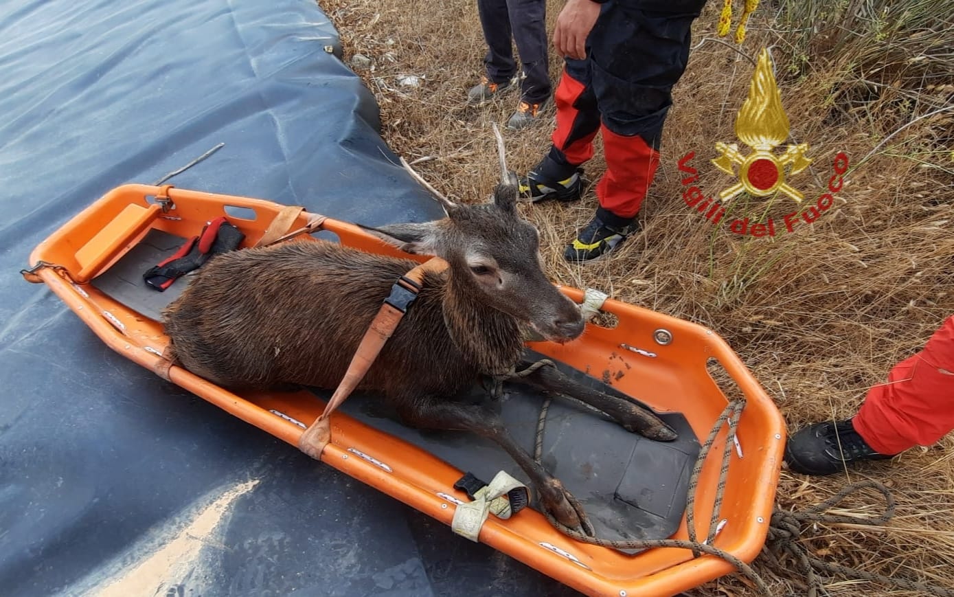 Cervo cade in una vasca: tratto in salvo dai Vigili del fuoco