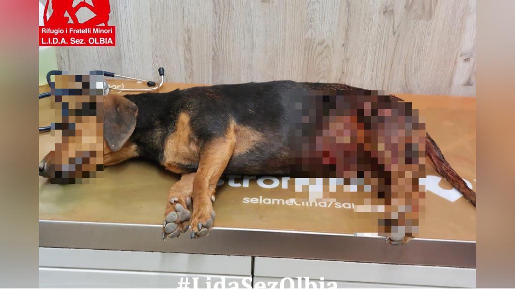 Olbia, cagnolino sbranato da un cane lasciato libero: cure inutili