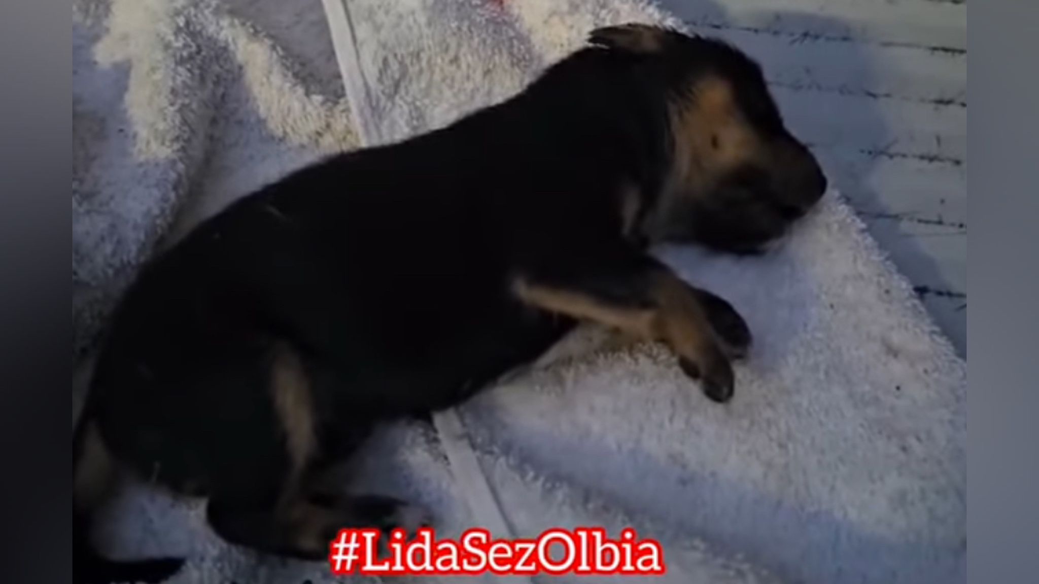 Olbia, lanciato dall'auto: muore un cucciolo