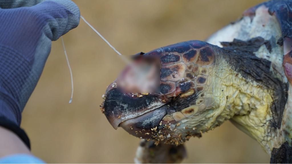 Sos tartarughe, Caretta caretta trovata senza vita: l'appello