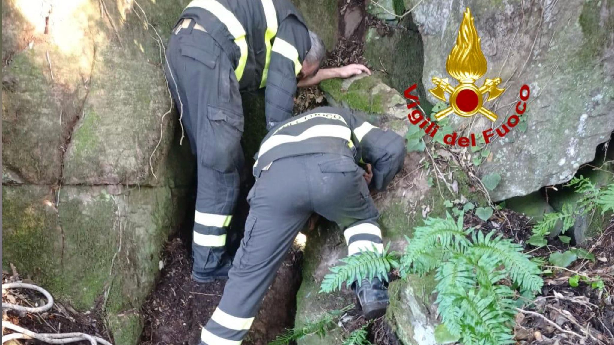 Cane intrappolato salvato dai vigili del fuoco