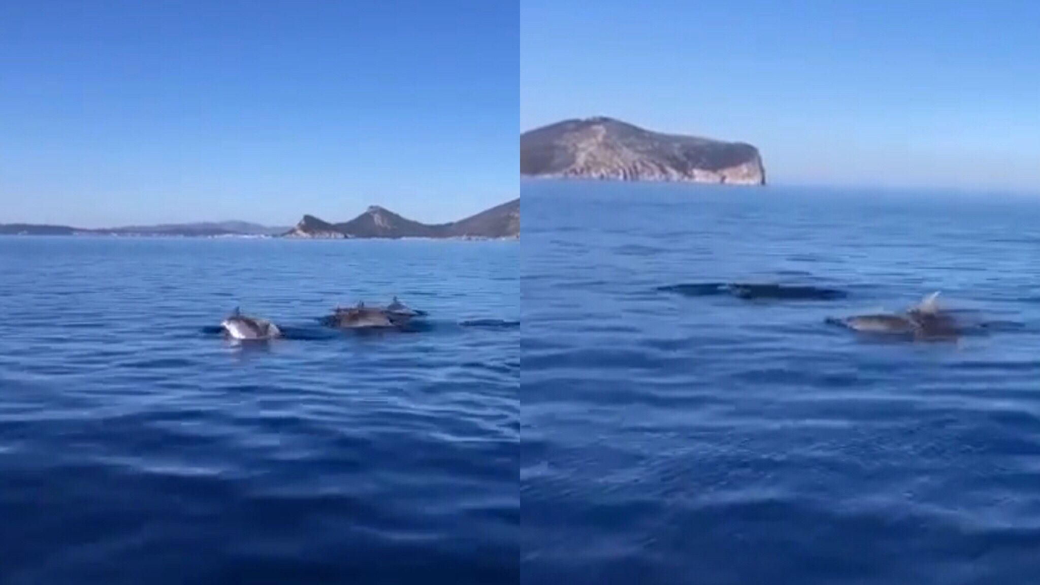 Spettacolo a Tavolara: avvistato gruppo di delfini