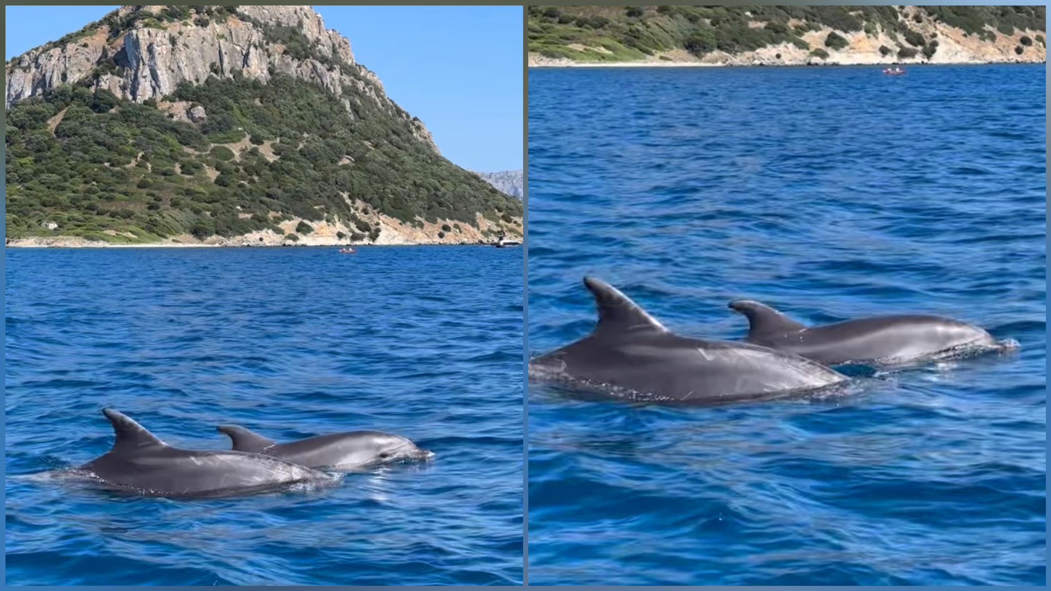 Golfo Aranci: due delfini nuotano nell'acqua di Cala Moresca