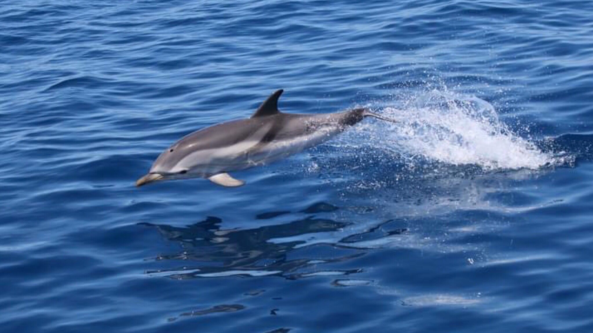 Olbia: 15 delfini e balenottere avvistate a Tavolara