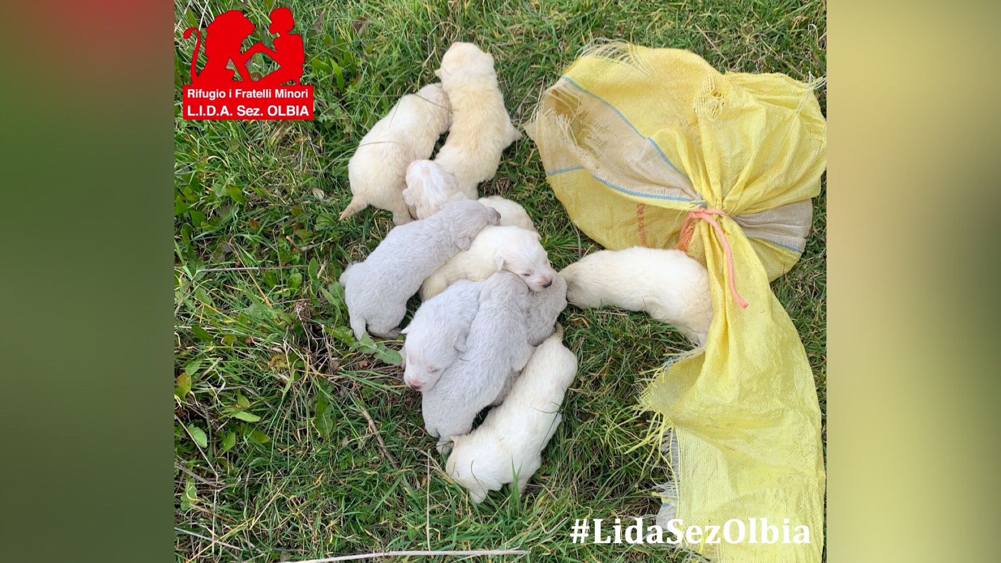 Olbia, ancora 10 cuccioli abbandonati: l'appello della Lida