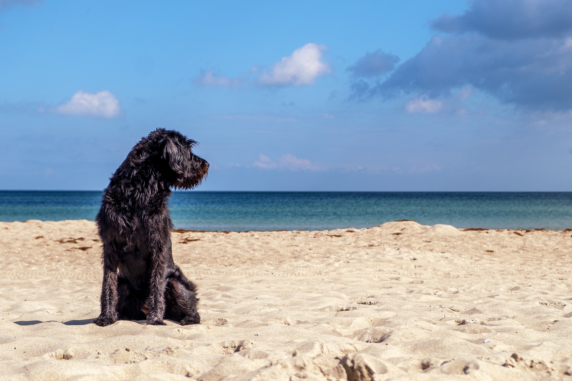 Palau, spiaggia dei cani a Punta Nera: ecco le regole