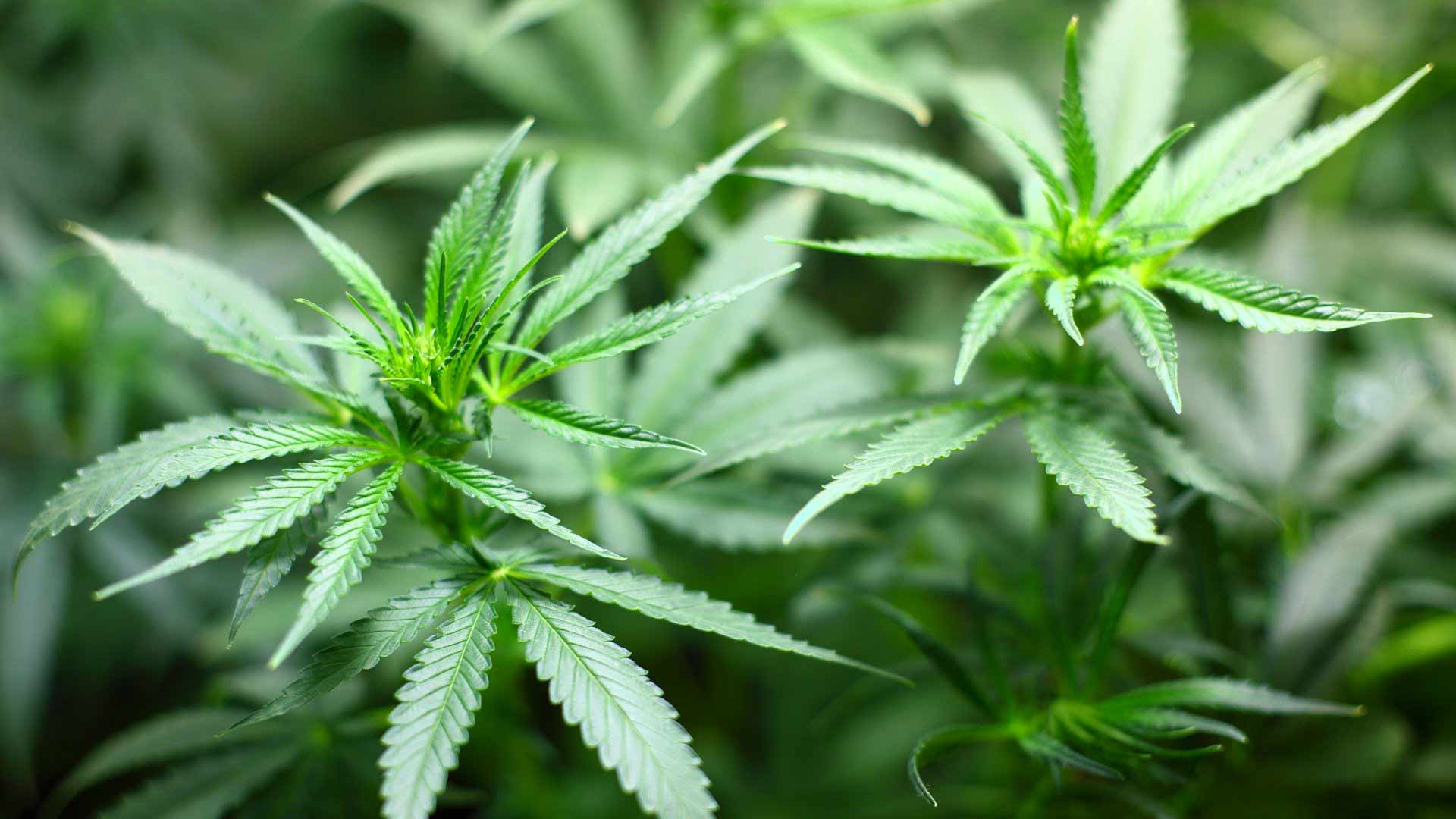 Droga, maxi sequestro: 450 kg di marijuana essiccata in un terreno