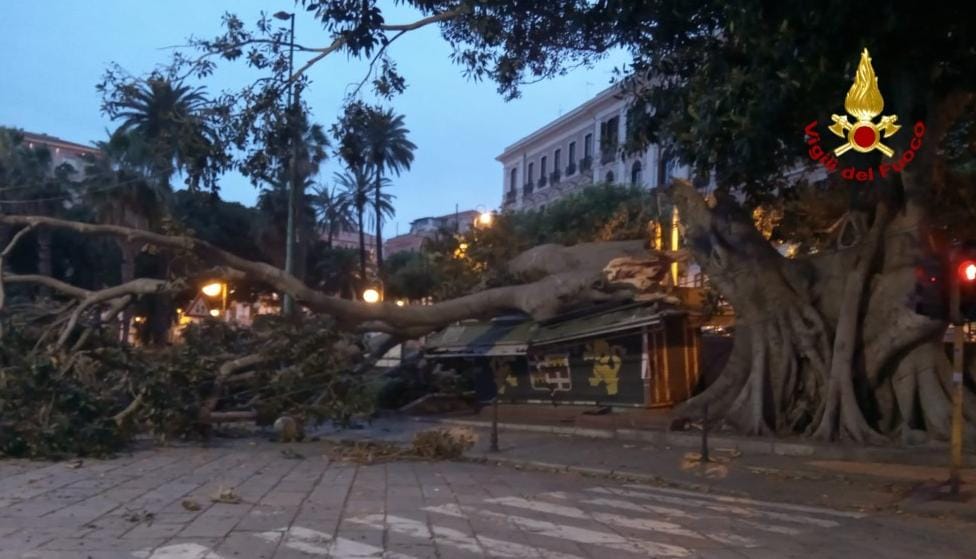 Grosso albero crolla in centro: schiacciata l'edicola