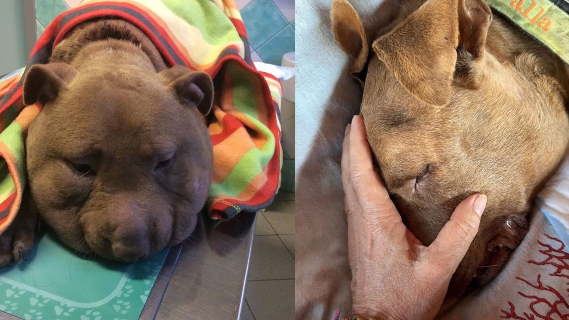 Addio a Palla, la cagnolina simbolo di rinascita: la sua storia commosse l'Italia