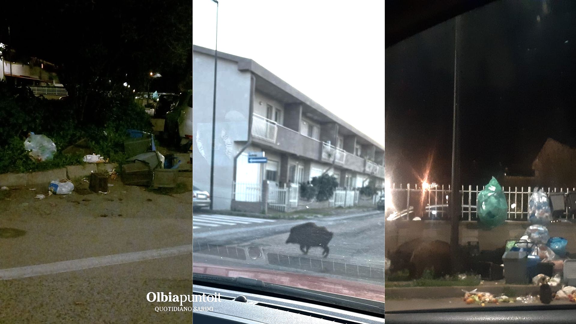 Olbia: dopo oltre un anno di emergenza cinghiali gabbie pronte ma si attende una firma