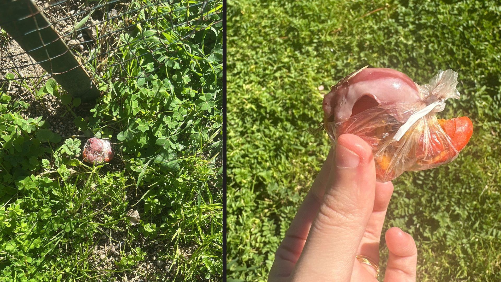 Olbia, esche avvelenate in via Lussemburgo: paura nel quartiere Sa Minda Noa