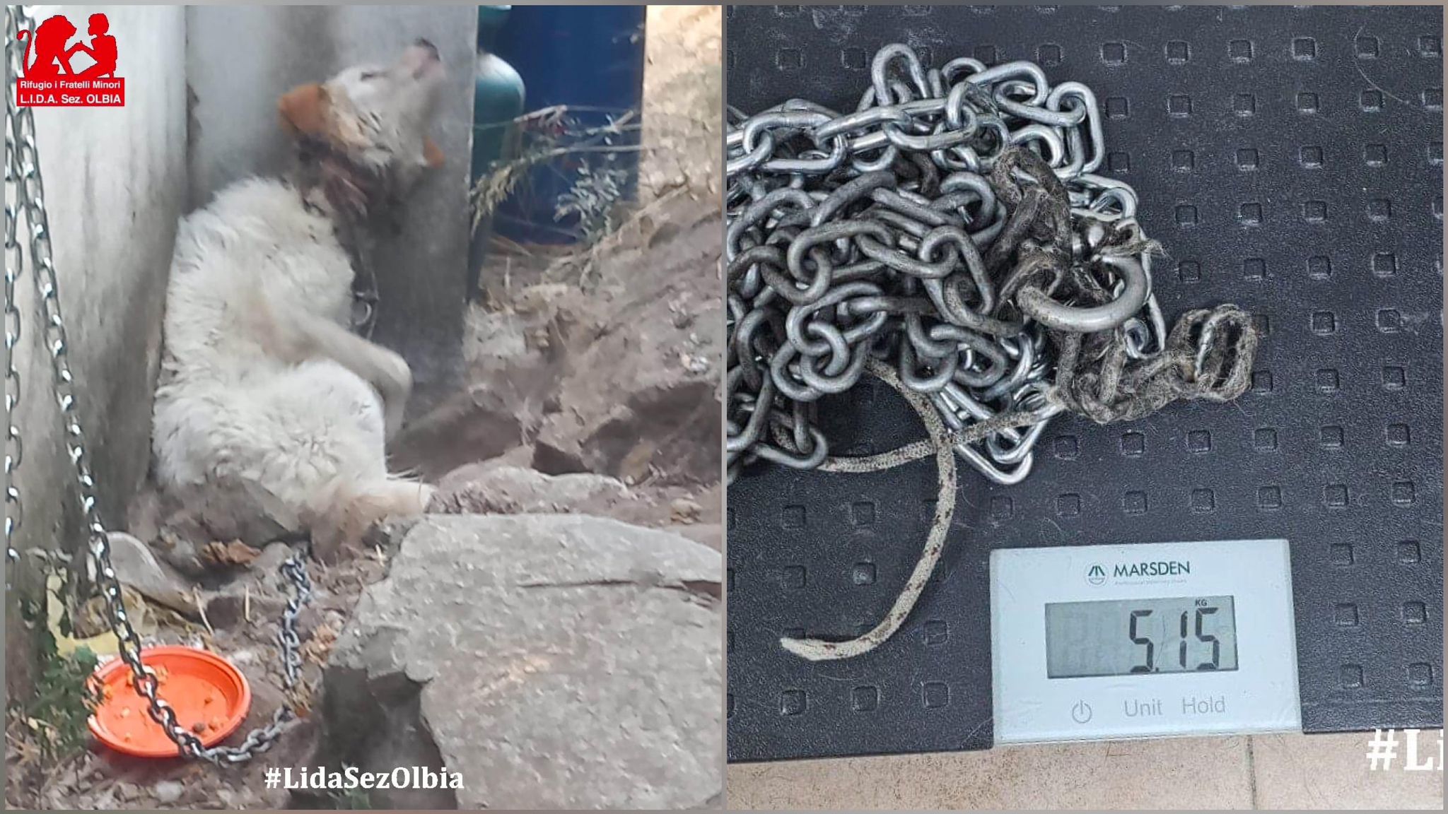 Olbia, maltrattamenti sugli animali: Biagio viveva con catena al collo di oltre 5 chili