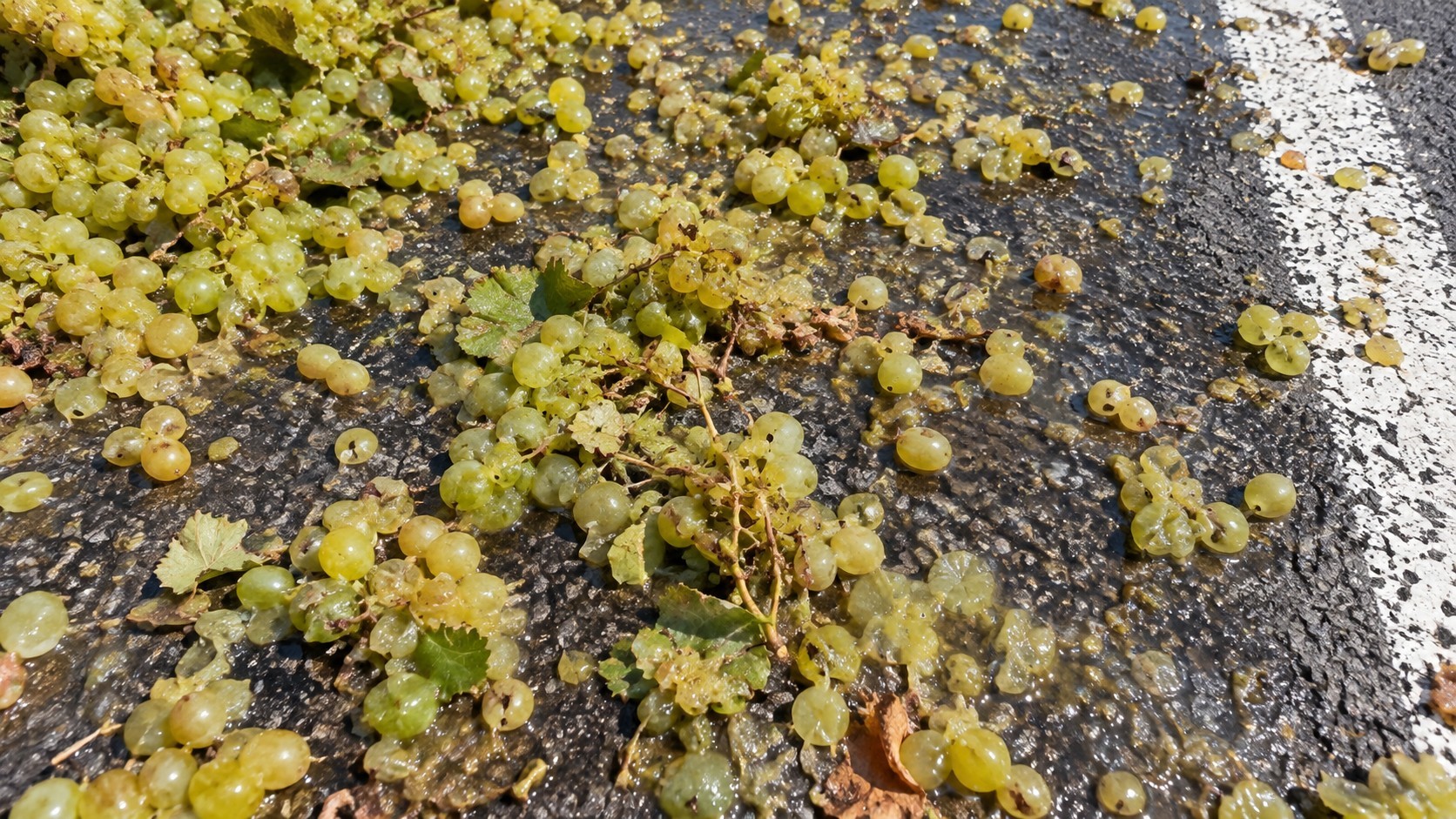 Olbia, SS729 di nuovo libera: un tir aveva perso il carico di uva