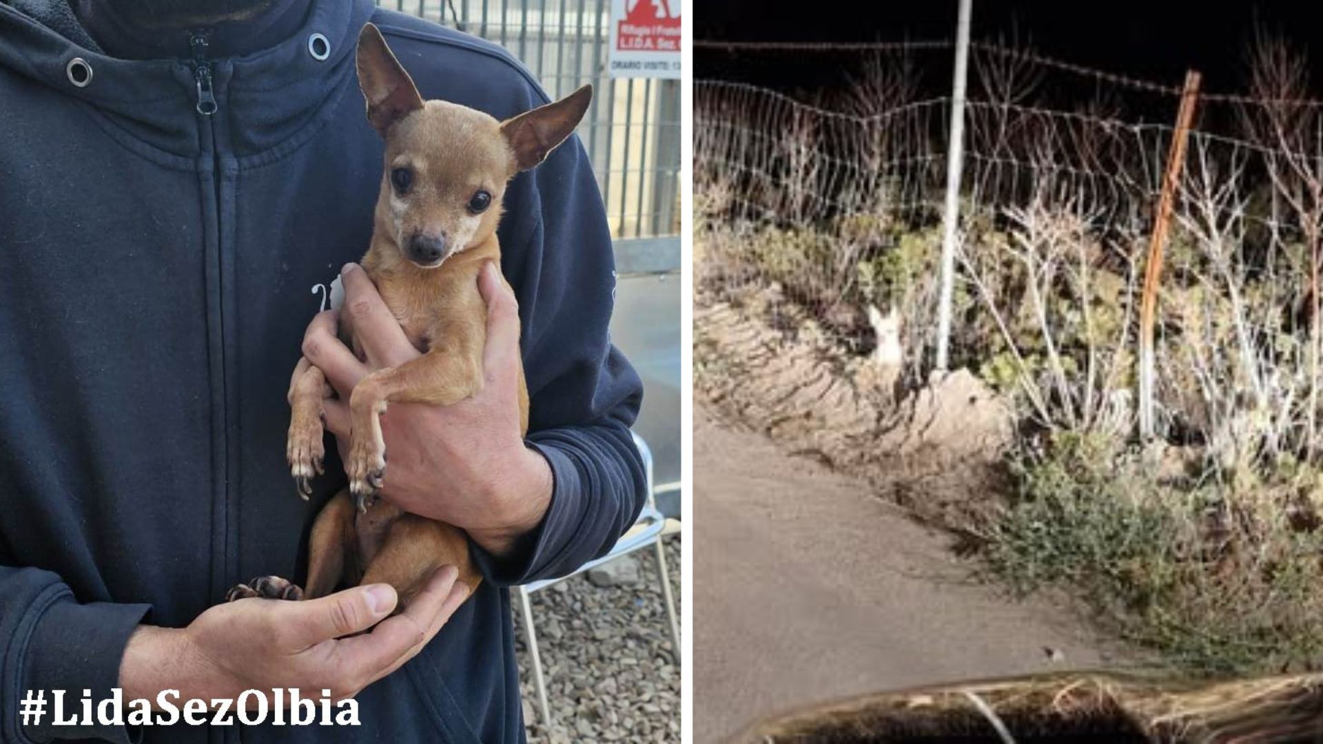 Olbia, il vecchio pincher vagante per strada e la polemica che colpisce chi lo salva