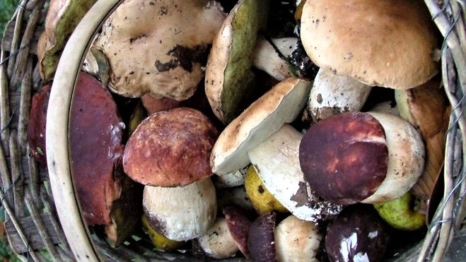 Gallura, stagione dei funghi: riaprono le sedi dell’Ispettorato micologico