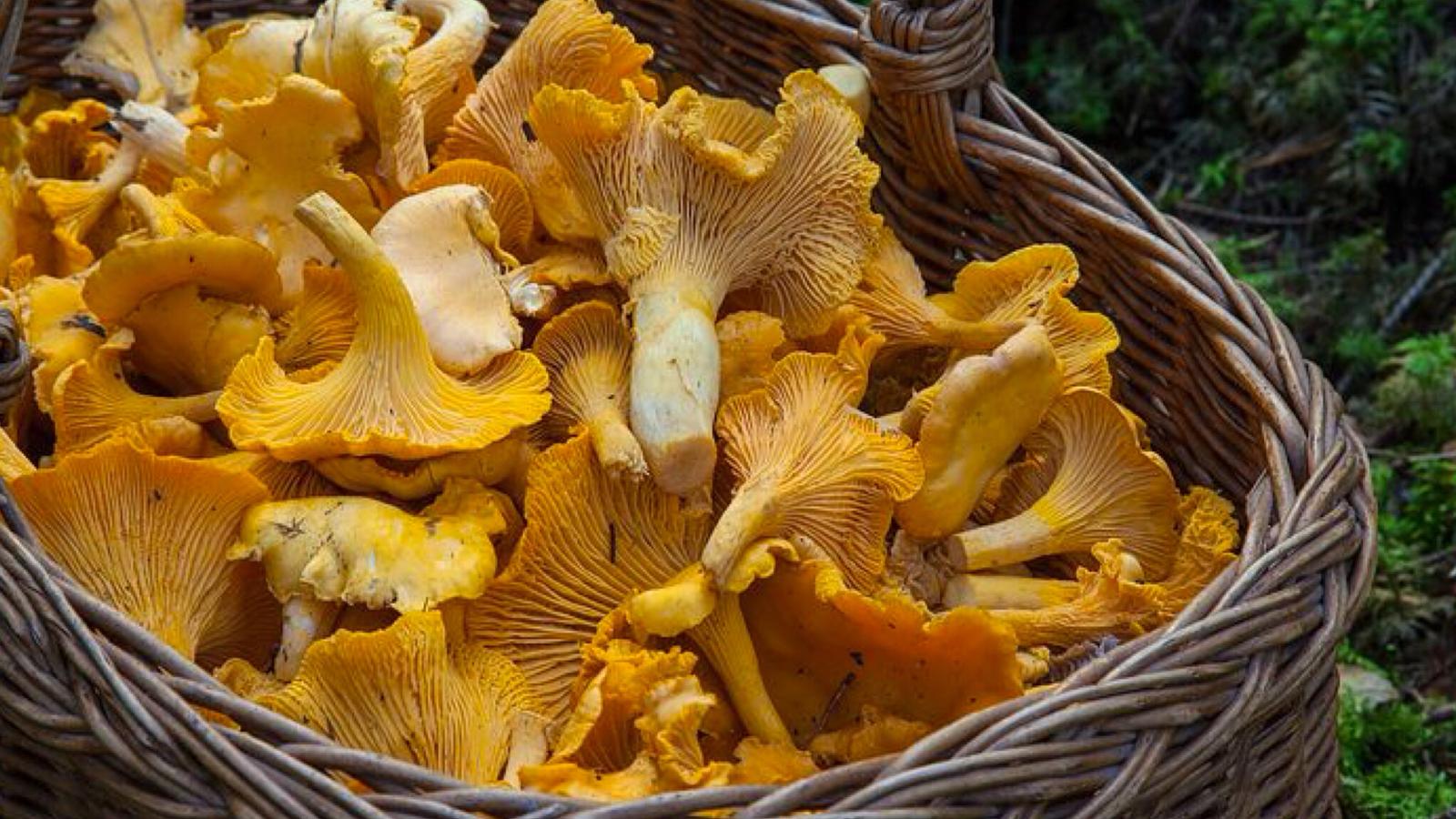 Olbia, numerosi funghi non commestibili: l'appello della Asl