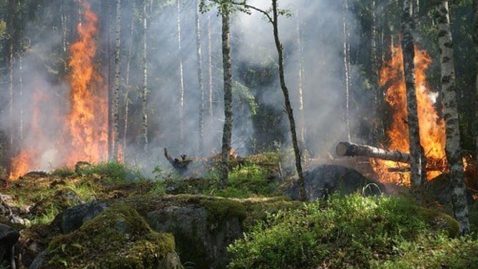 Tempio, ordinanza antincendio: ecco le scadenze per i proprietari dei terreni