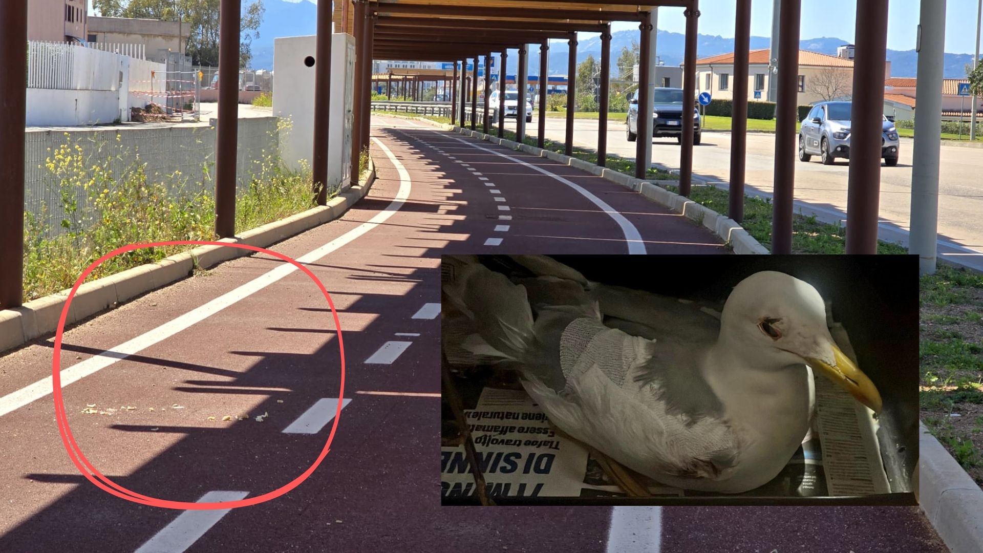 Olbia, gabbiano ferito: tra telefonate e rimpalli il soccorso alla fauna resta un percorso a ostacoli