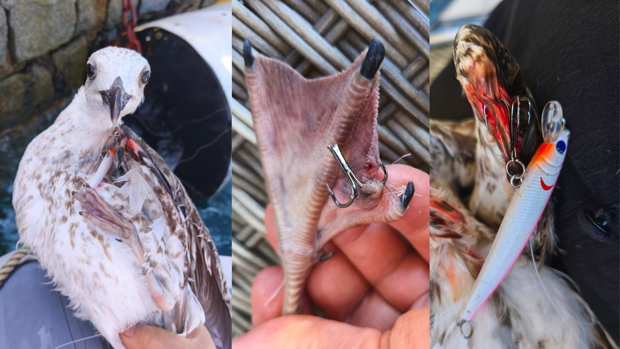 Golfo Aranci: cittadini uniti per salvare un gabbiano intrappolato da un'esca da pesca