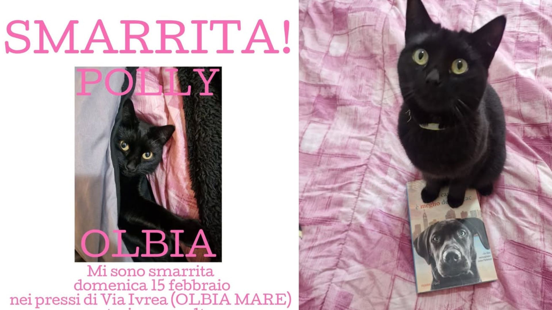 Olbia, appello per il ritrovamento della gatta Polly: scomparsa da via Ivrea