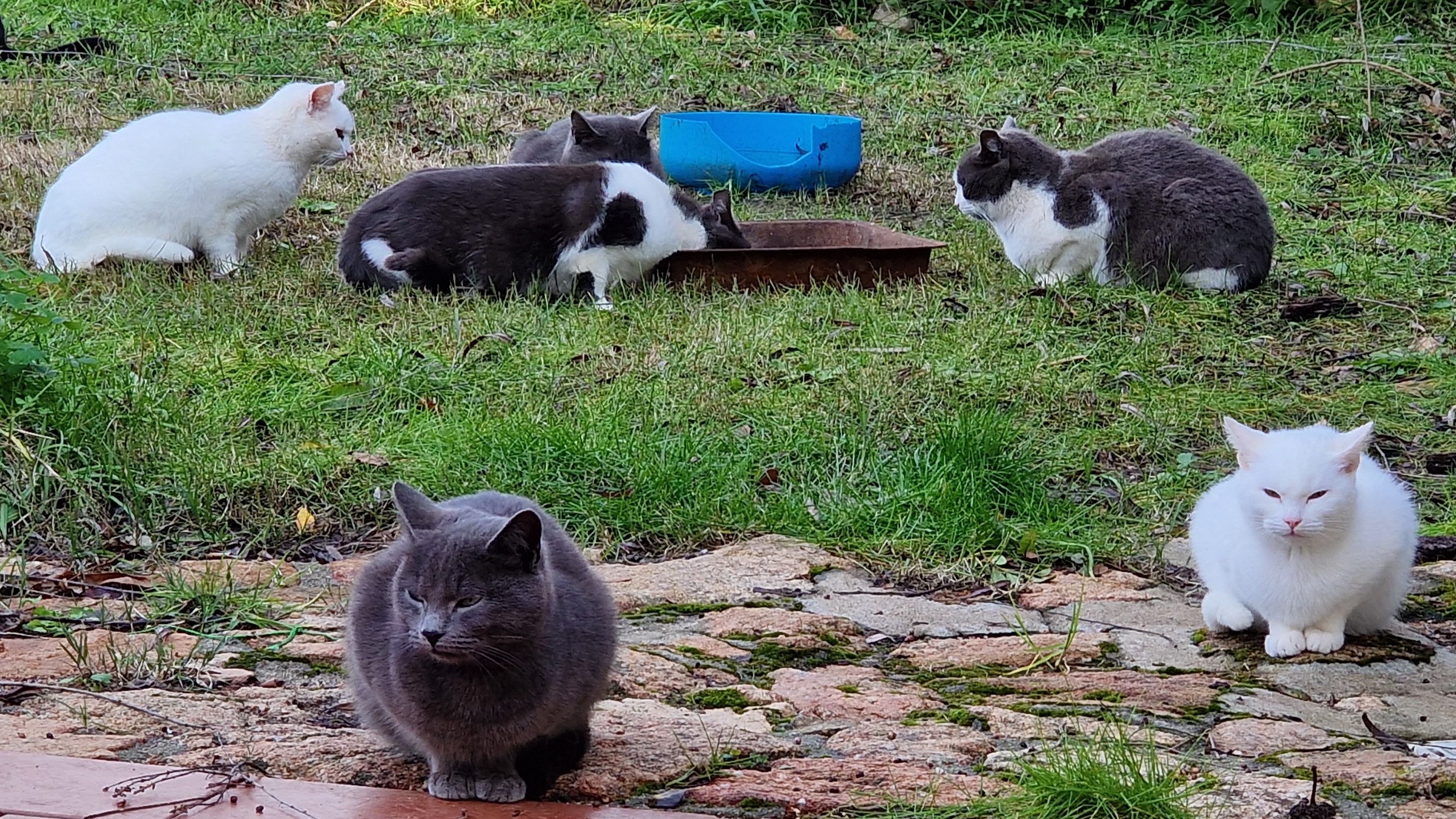 Olbia, al via la campagna gratuita di sterilizzazione per cani e gatti 