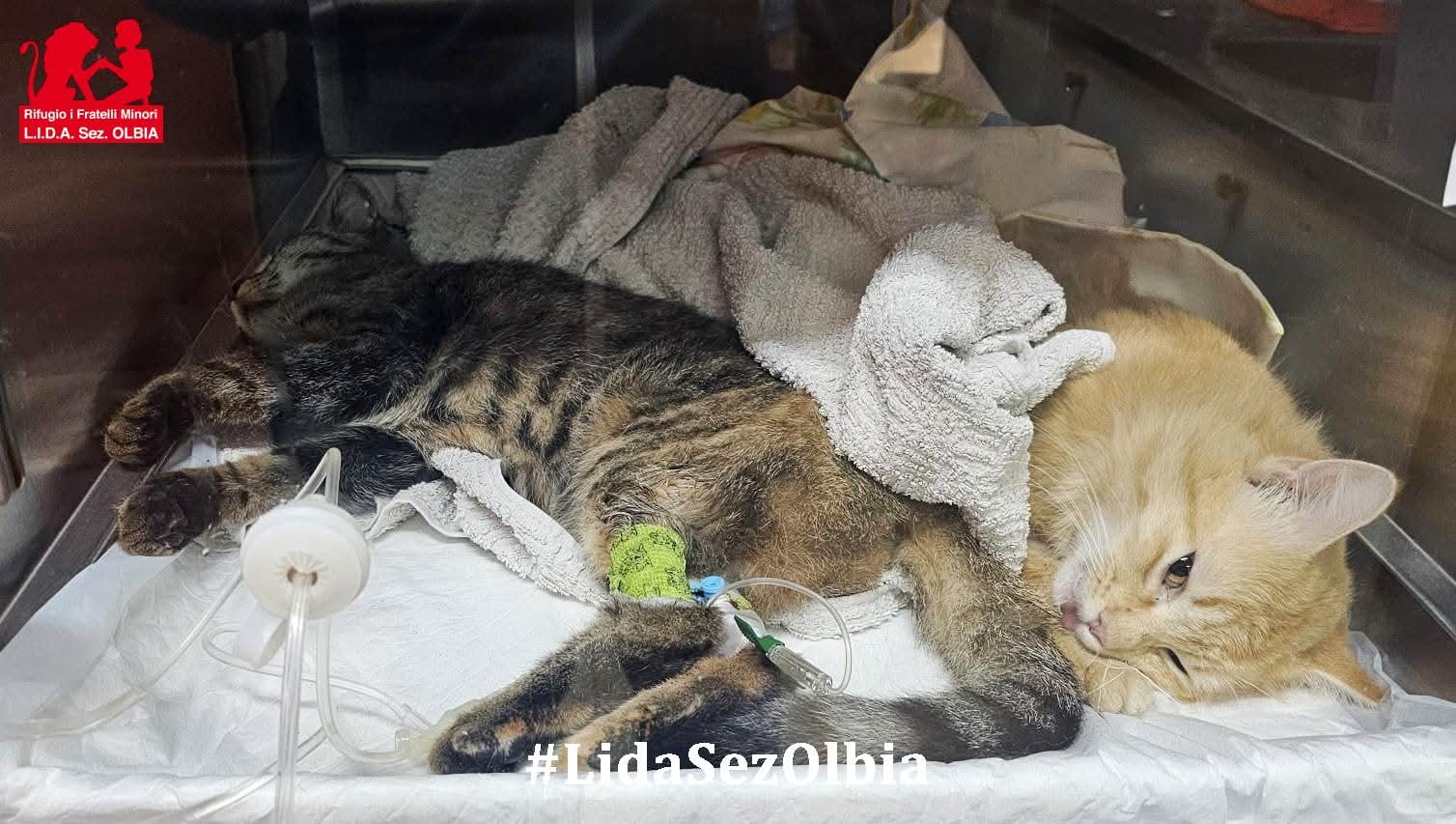 Orrore a Padru: strage di gatti con bocconi avvelenati, altri in fin di vita