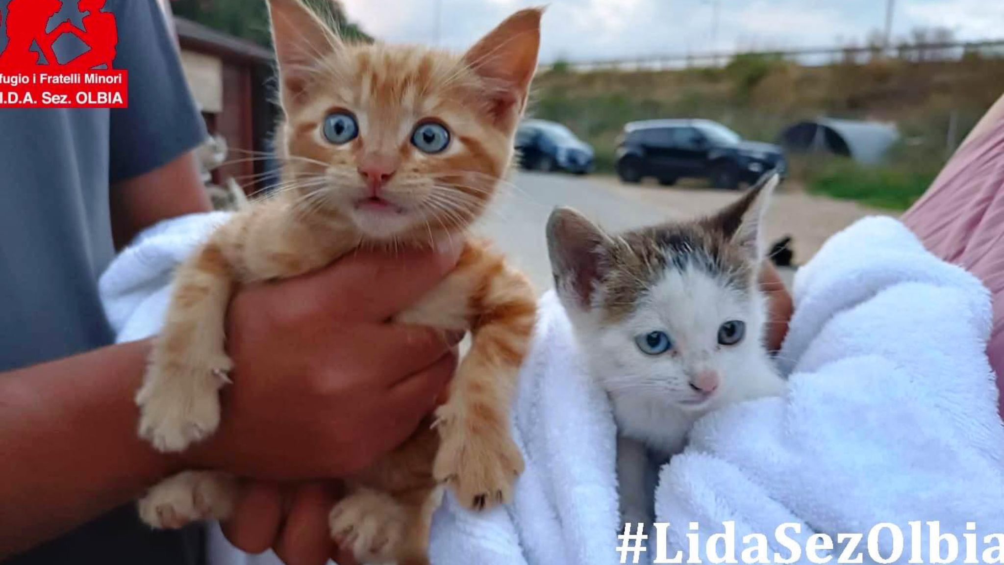 Olbia, troppi gatti è emergenza alla Lida: 