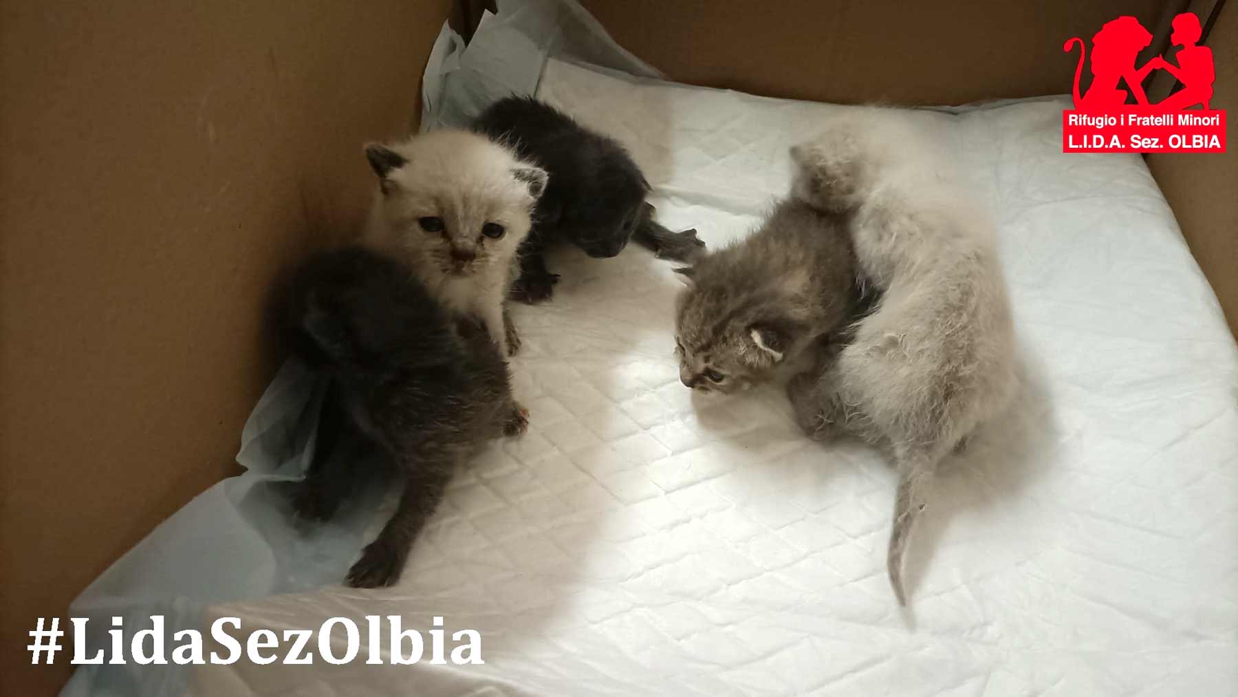 Olbia: cinque gattini chiusi in un sacchetto e lanciati nei cespugli