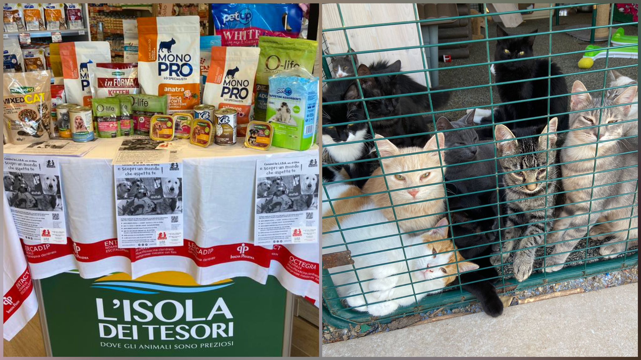 Olbia: ecco la raccolta prodotti per cani e gatti ospiti della Lida