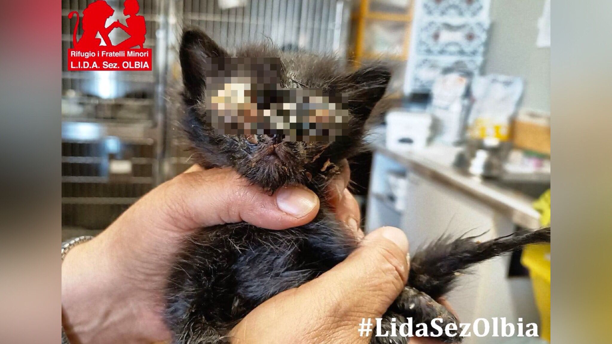 Olbia: gattino abbandonato in pessime condizioni in una piazzola di sosta