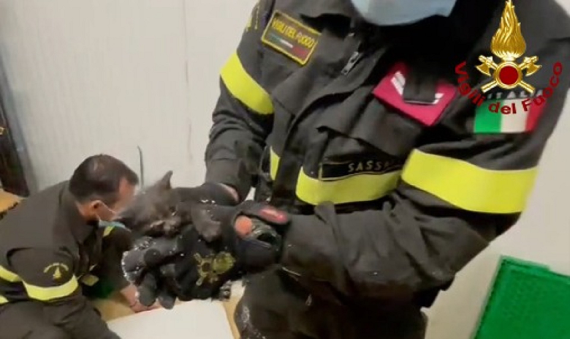 Loiri Porto San Paolo, intrappolato da due giorni: gattino salvato