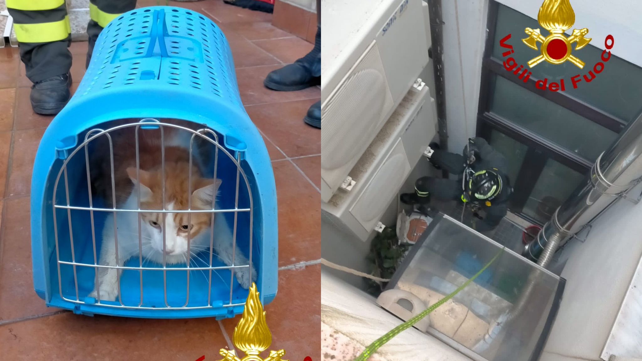Nord Sardegna, gattino in difficoltà: in azione i Vigili del fuoco