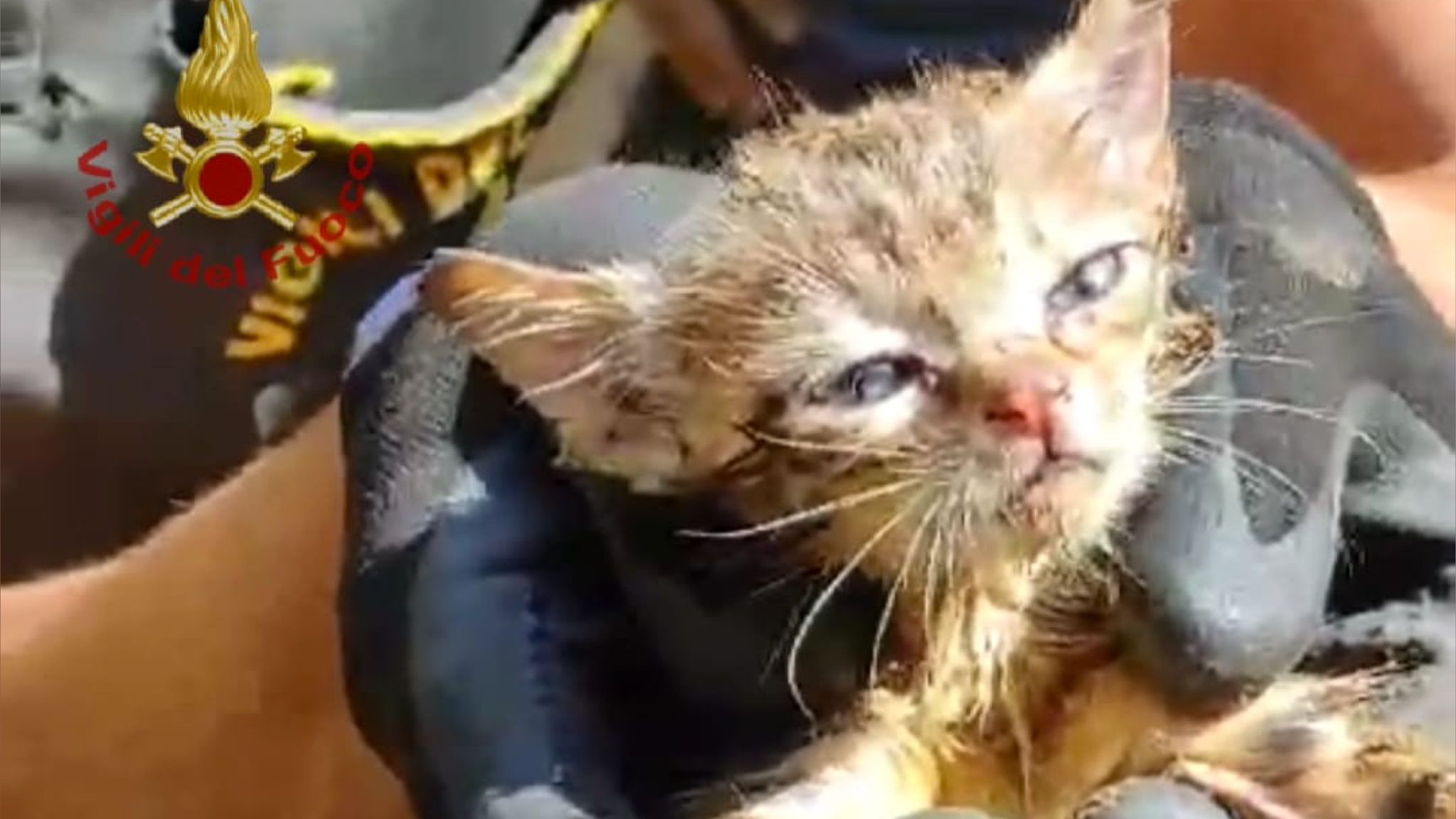 Gattino dentro i tubi: tratto in salvo dai vigili del fuoco