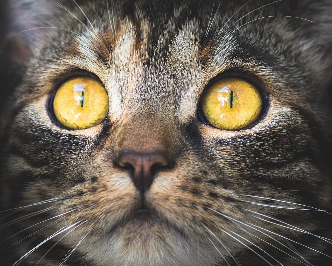 Olbia, gattino ucciso da cane, proprietari: archiviazione ingiustificata e illegittima