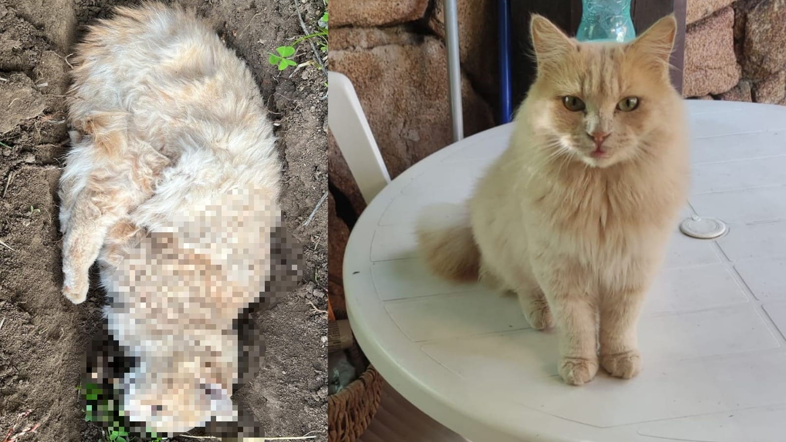 Orrore a Vaccileddi: gatti avvelenati con veleno per topi. Codone è l’ultima vittima