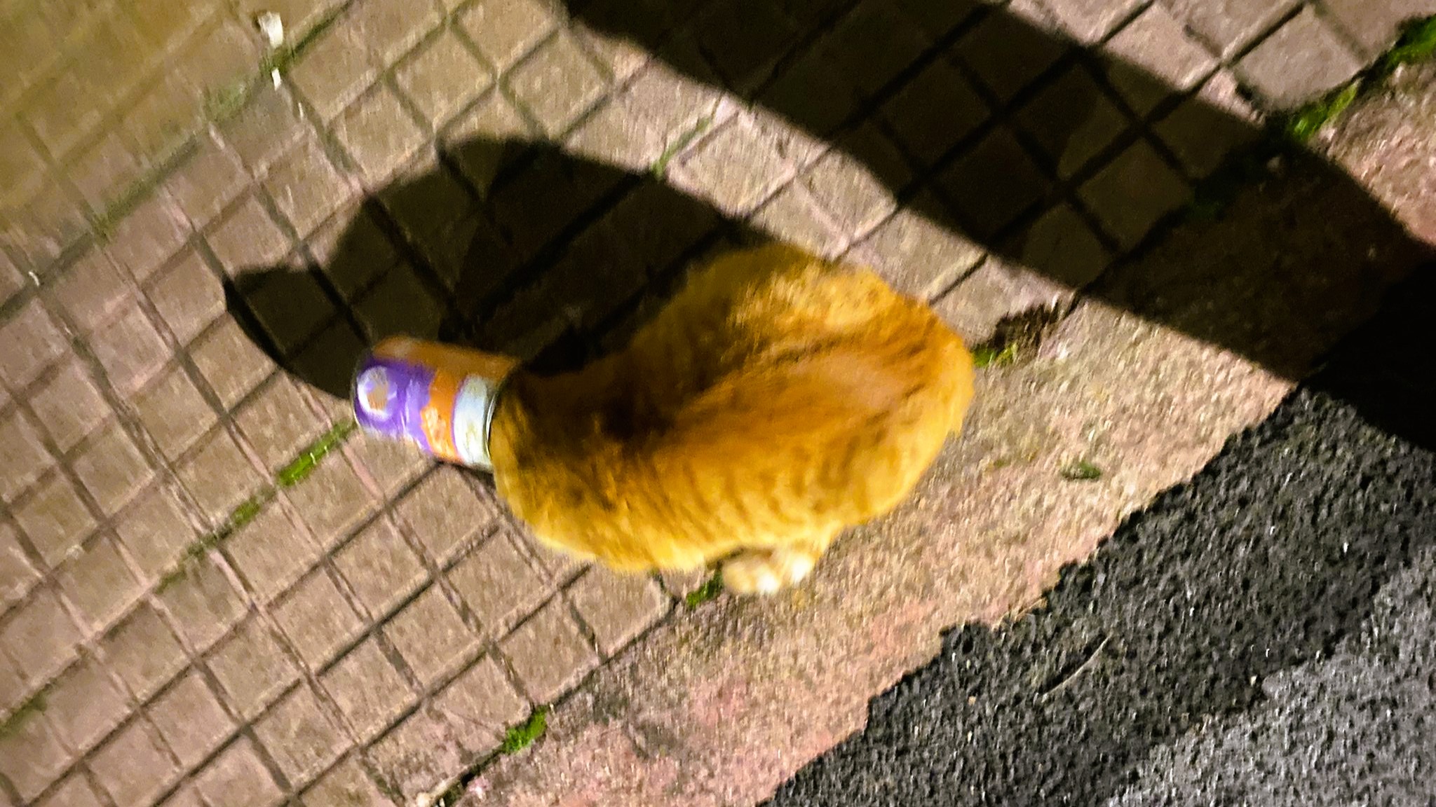 Intrappolato dalla fame: salvato in extremis un gatto randagio a Loiri Porto San Paolo