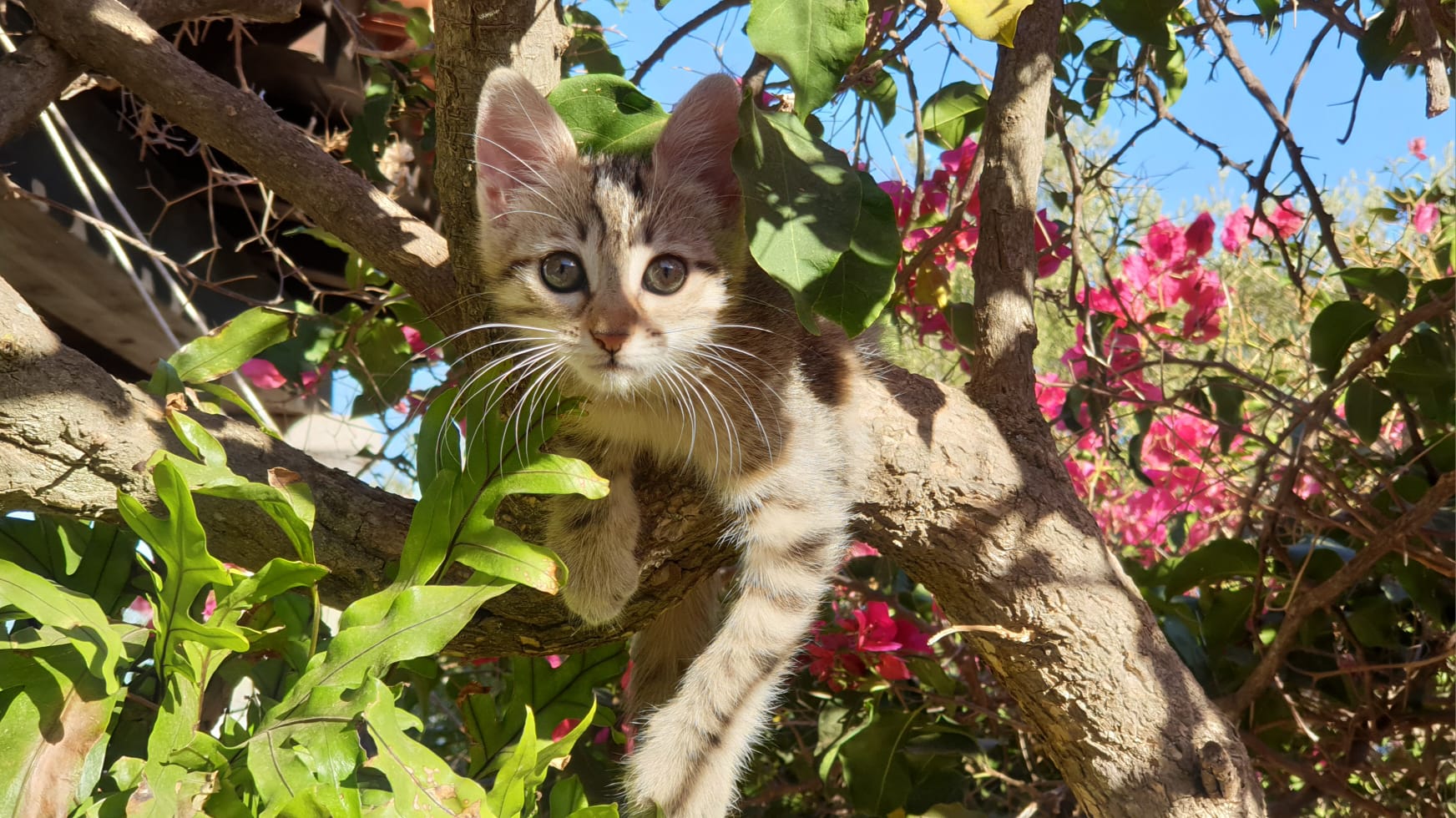 La via del gatto: dal Nord Africa alla Sardegna, una storia scritta nel Mediterraneo