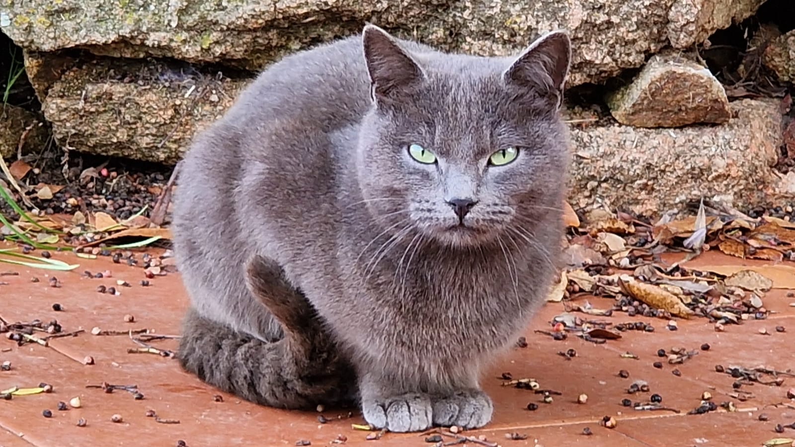 Nord Gallura: in corso la campagna di sterilizzazione gatti 