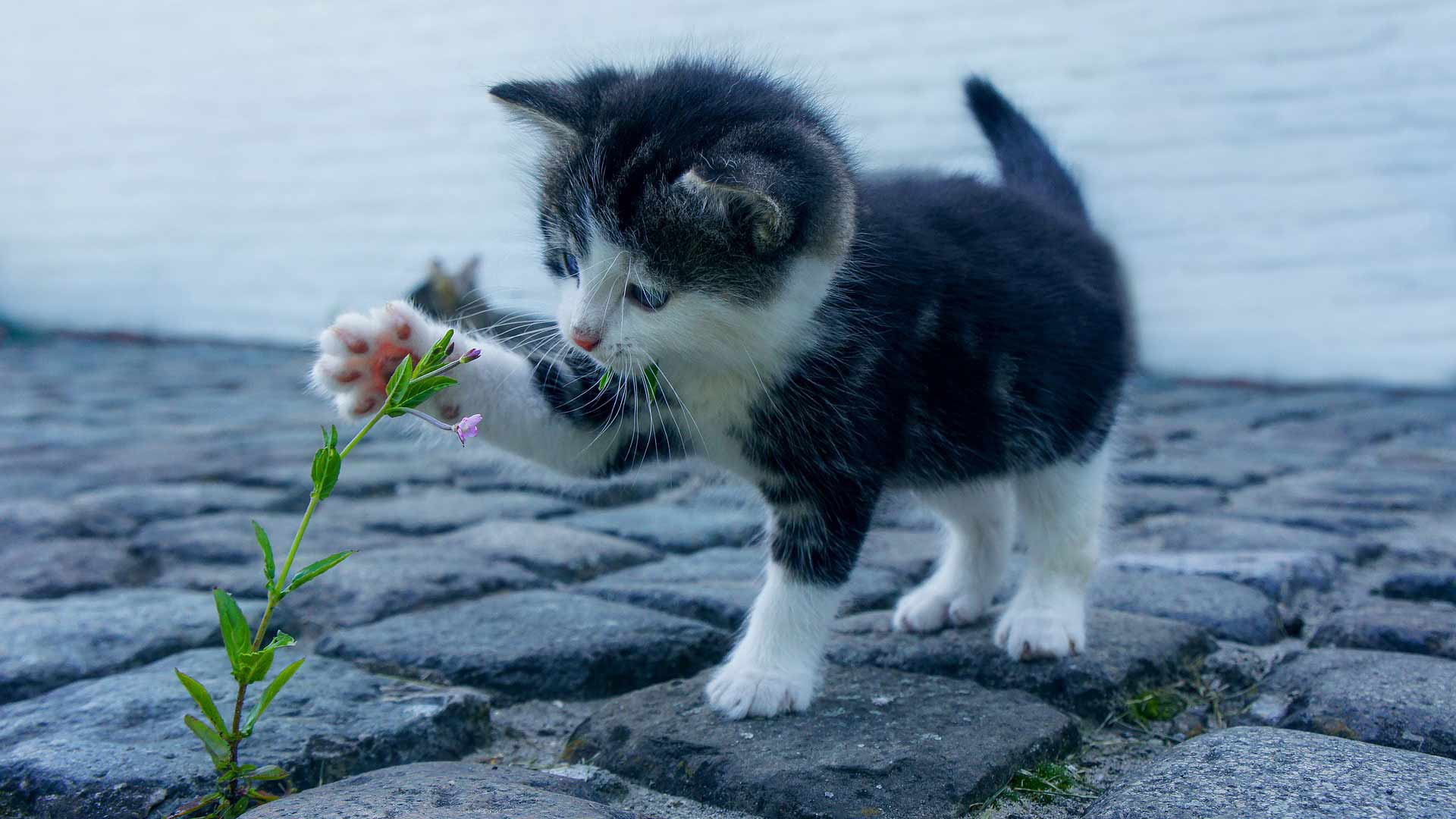 San Teodoro, svolta storica: riconosciute tre colonie feline