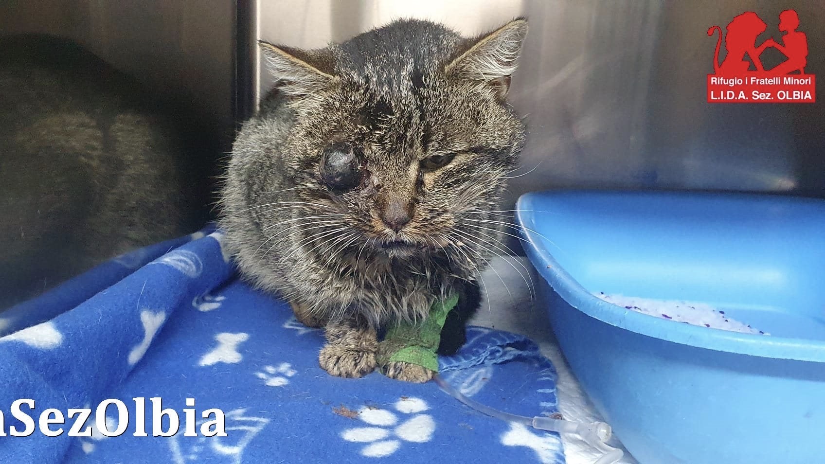 Olbia, focus randagismo felino: 