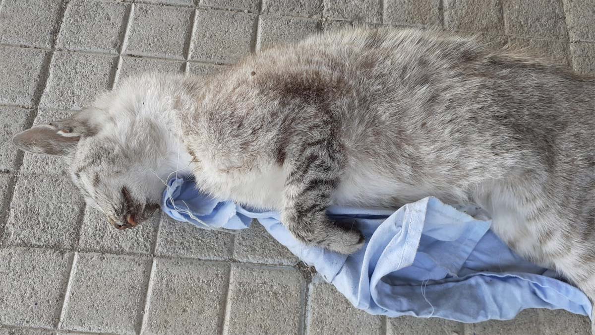 Olbia: a Poltu Quadu strage di gatti avvelenati