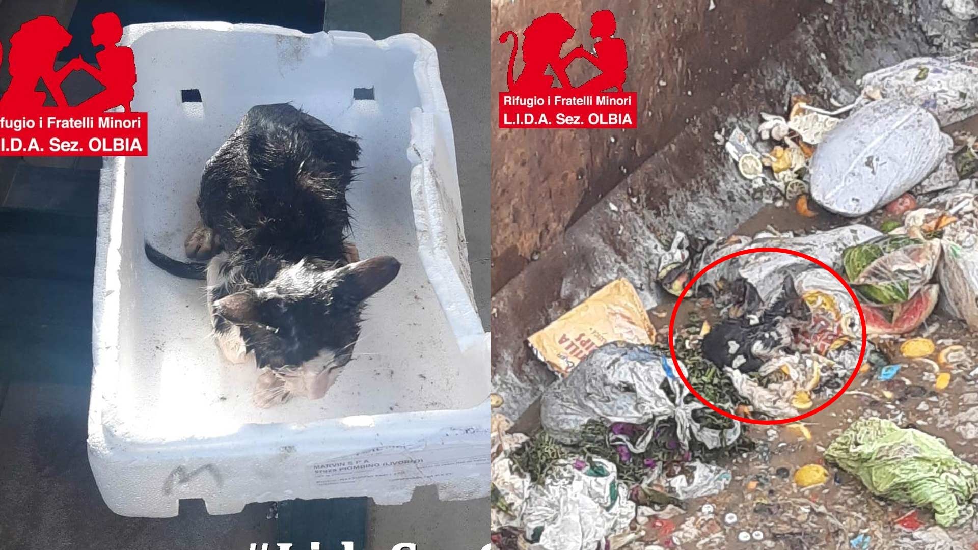 Olbia, gattino gettato nell'umido: salvato in extremis