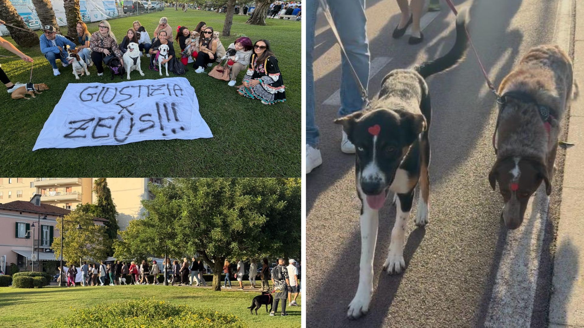 Olbia, un fiume di persone e cani sul lungomare per Zeus: 