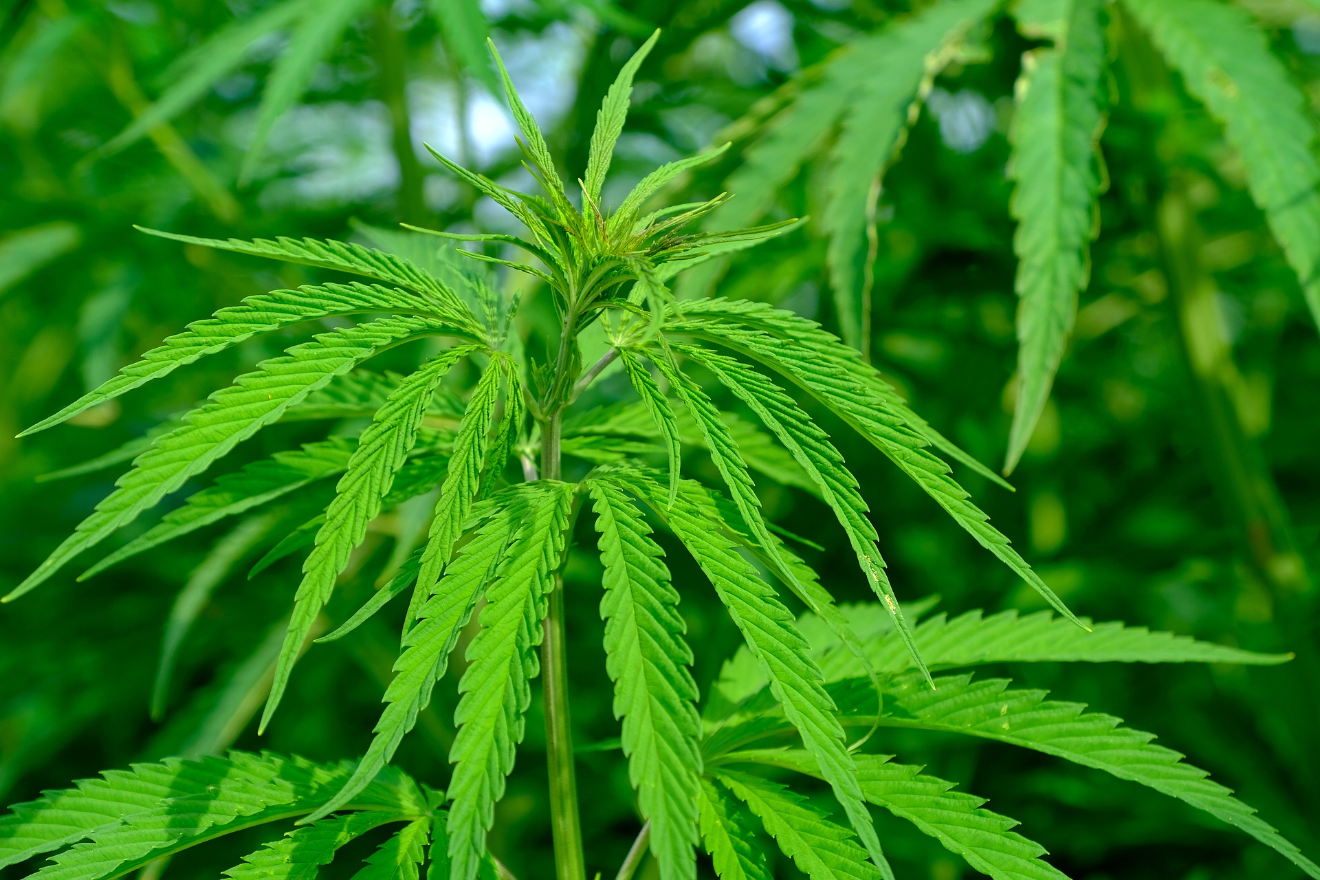 Coltivava cannabis in balcone: 50enne denunciato